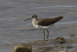 Green Sandpiper 